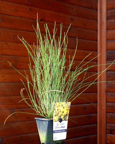 Elfenbeinginster ginster - elfenbeinginster,