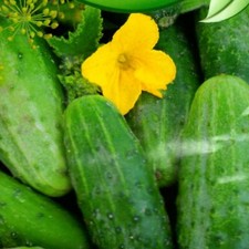 Gurkensamen Gurken sehr frühe