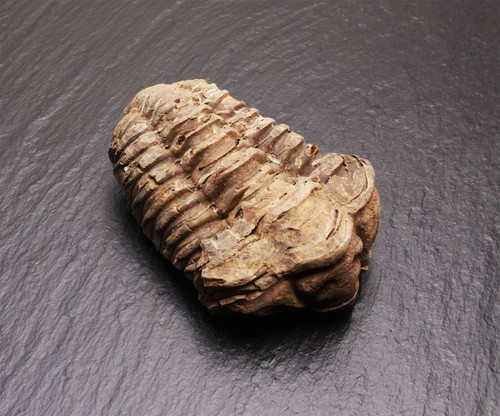 Echter fossiler trilobit lose - echter,