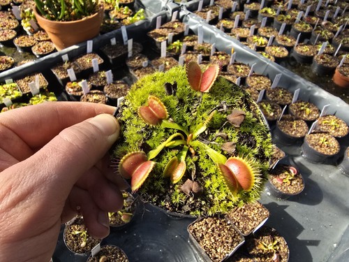 Dionaea muscipula cm - muscipula, "cm