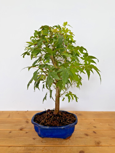 Bonsai acer palmatum ahorn - bonsai,