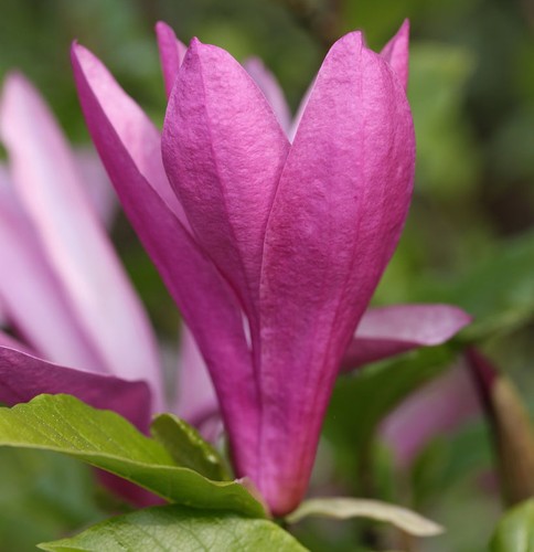 Hochstamm niedrige magnolie - hochstamm,