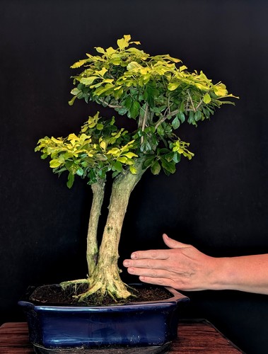 Bonsai taubenbeere duranta - bonsai,