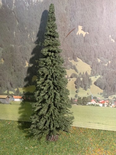 Spur bäume tanne 35 cm - spur,