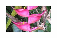 3x Heliconia bourgaeana große Helikonie mehrjährig Pflanzen - Samen ID1735