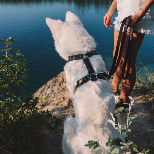 Premium hunde set aus - premium,