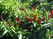 Thai Chili Prik Jaew Rote Chilli aus Thailand sehr scharf super ertragreich