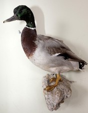 Schöne Stockente Mallard