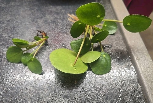 Ufopflanze ableger - 2x,