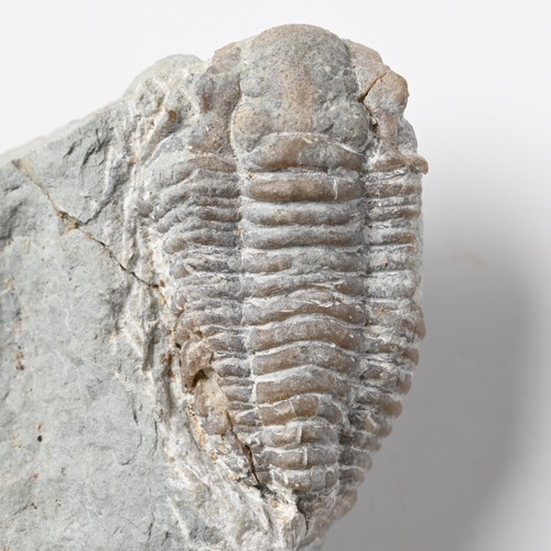 Trilobit silur gotland - trilobit,