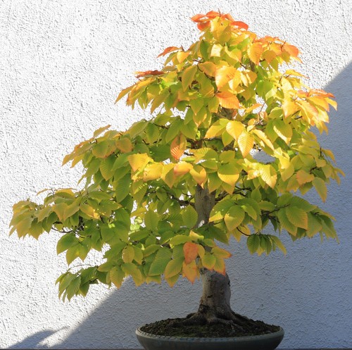 Samen bonsai die - die, scheinbuche