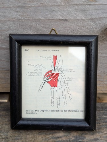 Anatomie hand daumen - anatomie,