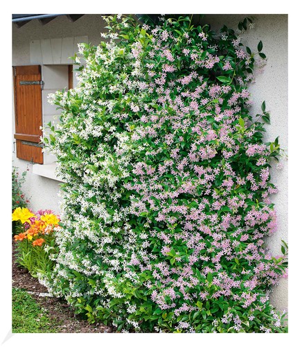 Duft jasmin pink - duft-jasmin, "pink