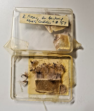 original Roman Moser Buck Caddies Set Fliegenset Forellenfliegen Fliegenfischen