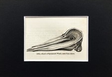 POTTWALSCHÄDEL - WINZIG