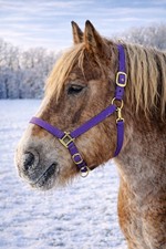 Halfter stallhalfter kaltblut - stallhalfter,