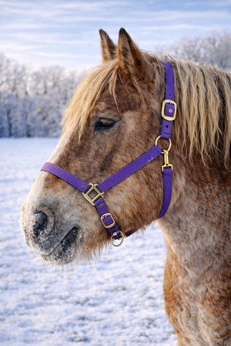 Halfter stallhalfter kaltblut - halfter,