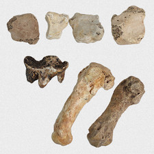 Fossil U. spelaeus 7-teiliges