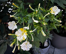 Mirabilis Jalapa Wunderblume
