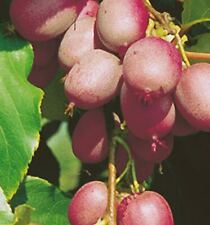 Weibliche Kiwi Kens Red 40-60cm - Actinidia arguta