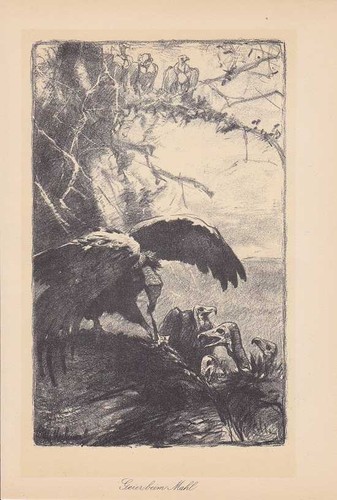 Geier beim mahl lithographie - geier,