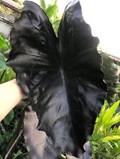 Sale1208 Colocasia Dark black 1208  5 Samen