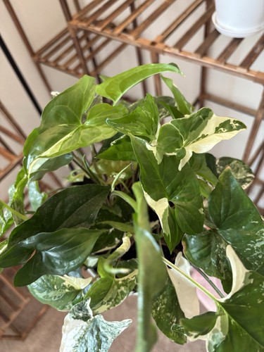 Syngonium albo variegated - albo, 6"
