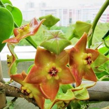 Hoya ariadna ableger - hoya,