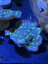 Meerwasser Stein Aquarium Dekoration