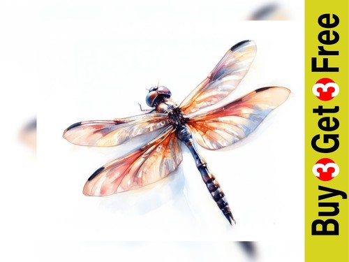 Elegante libelle studie - libelle,