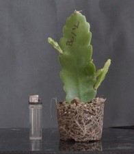 Epiphyllum, Epikaktus