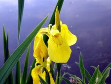 Sumpfschwertlilie, Iris pseudacorus, gelb, 50 Samen