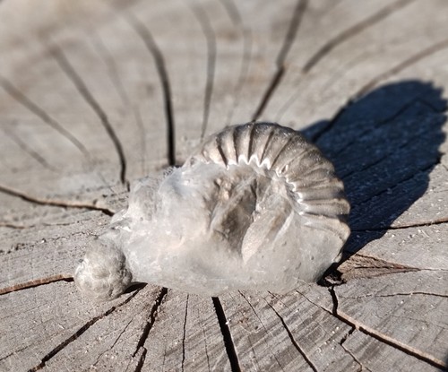 Pleuroceras