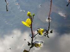 Wasserschlauch - Utricularia