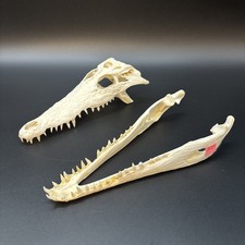 Krokodilschädel Crocodylus