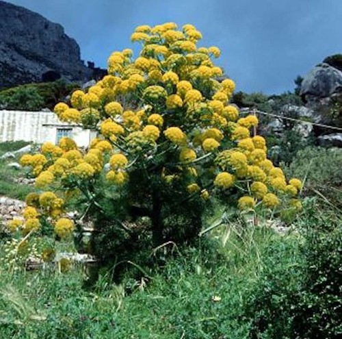 Riesenfenchel ferula - -,