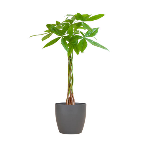 Pachira aquatica 80cm - pachira, –