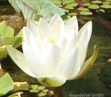 weiße Seerose Virginalis für den Gartenteich Teich Filterpflanzen Deko