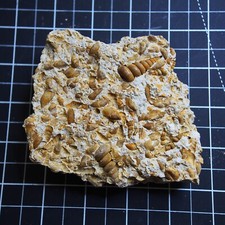 272gr Gastropod Granulolabium