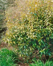 Elaeagnus ebbingei