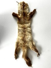 Fell Sibirischer Fuchs/