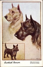 Künstler Ak Stokes, G. Vernon, Scottish Terrier, Hundeportrait - 10499562