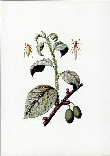 Blattläuse obstbauschädlinge - blattläuse,