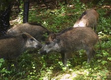 Wildschwein, 3 x 6 grobe