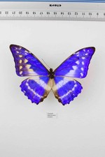Schmetterling Entomologie, Morpho cypris -m- 