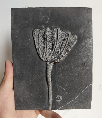Großes seelilien fossil - großes,