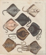 Fische. Tafel XVI. Rochen, Kupferstich, Bertuch. Kunstgrafik, 1805