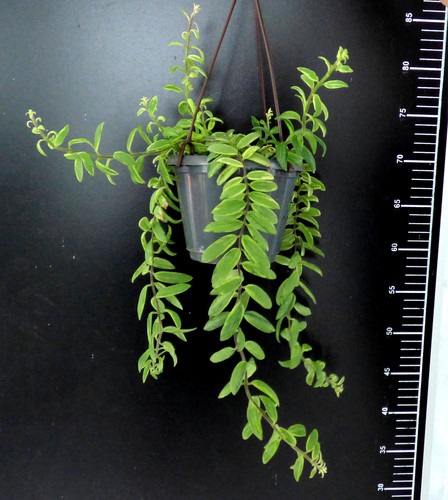 Schamblume aeschynanthus - schamblume,