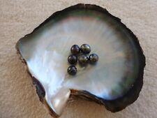 6 echte Barock Tahiti Zucht Perlen 7/8mm Anthrazit in Original Austernschale