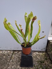 Sarracenia 'Smoorii'